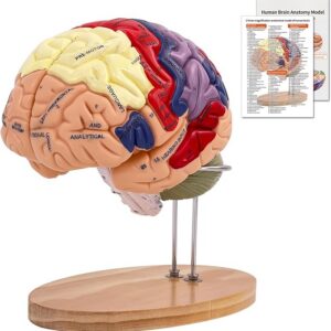 Image of multicolored Human Brain Model