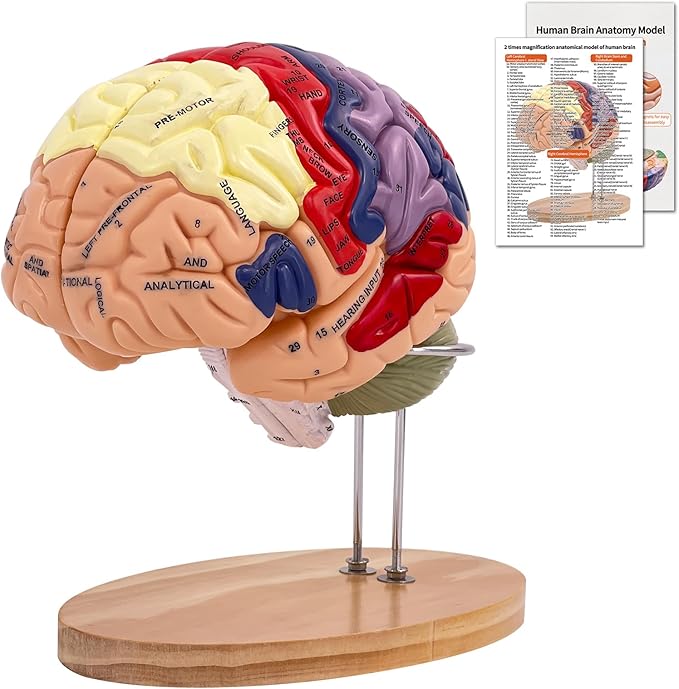 Image of multicolored Human Brain Model
